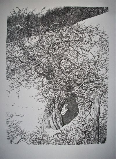 Apple Tree Pen & Ink Print